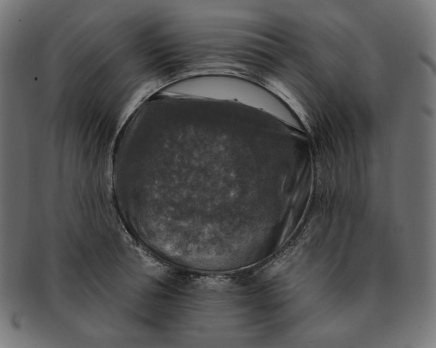 X0000091510994200709070949