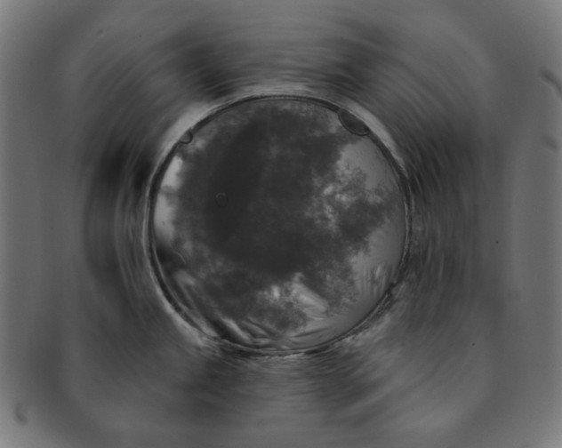 X0000091511245200709070946