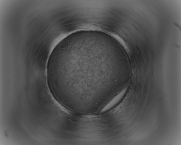 X0000091511335200709070944