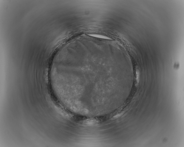 X0000091510696200709141355