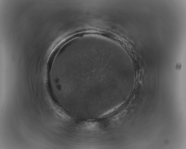 X0000091520247200708171222