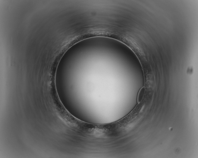 X0000091520255200708171222