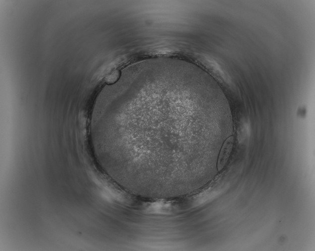 X0000091520366200708171221