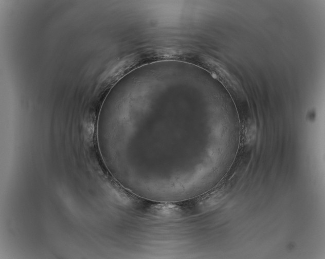X0000091520427200708171220