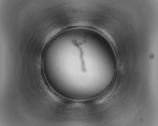 X0000091520437200708171219