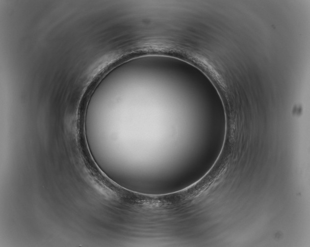 X0000091520439200708171219