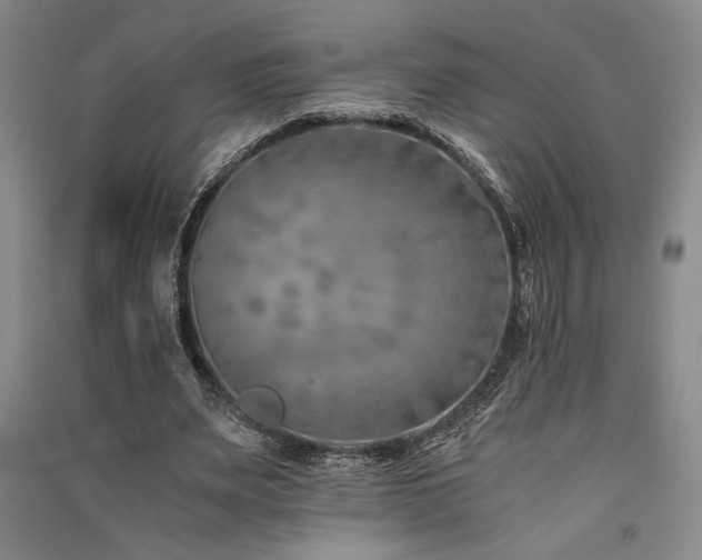 X0000091520487200708171219