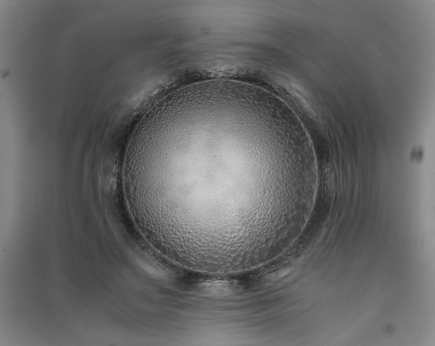 X0000091520499200708171219