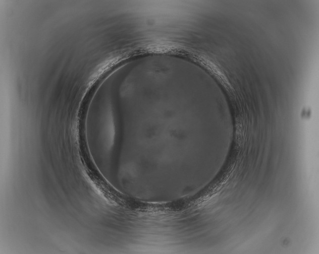X0000091520626200708171217