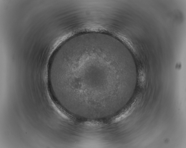X0000091520630200708171217