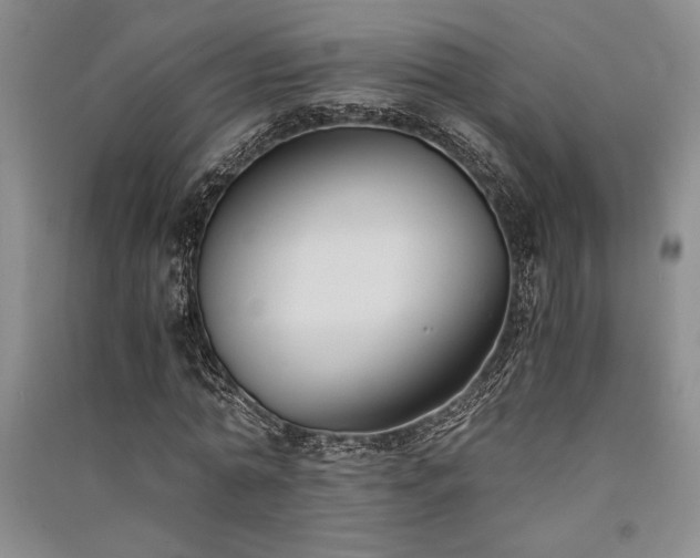 X0000091520774200708171216