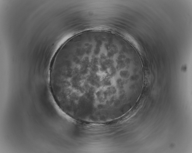 X0000091521095200708171212