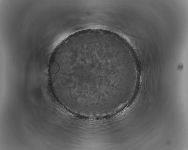 X0000091521263200708171209