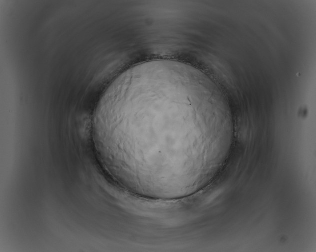 X0000091520036200708241659