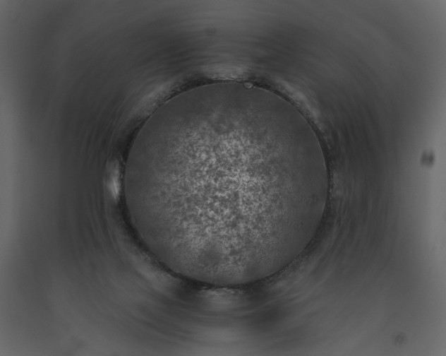 X0000091520069200708241658