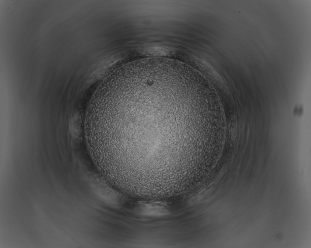 X0000091520359200708241654