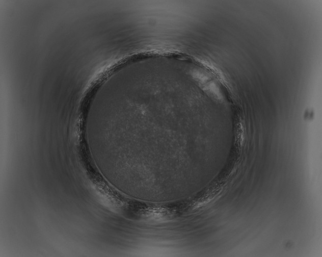 X0000091520736200708241649