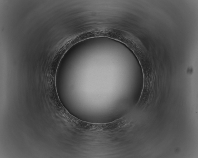 X0000091520773200708241649
