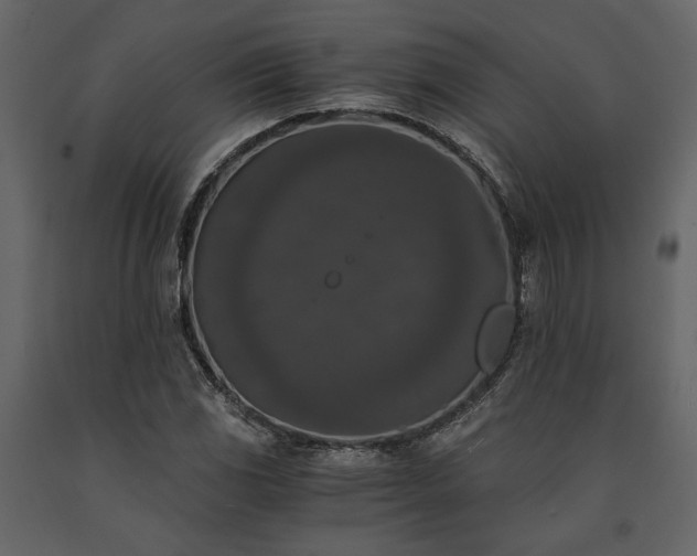 X0000091521117200708241644