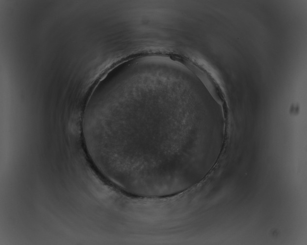 X0000091520009200708311259