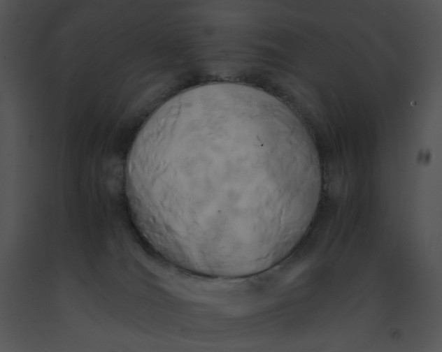 X0000091520036200708311259