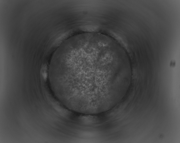 X0000091520069200708311258