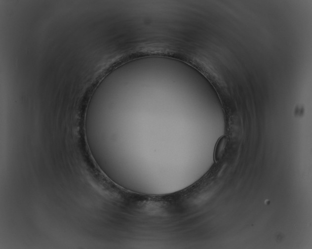 X0000091520255200708311255