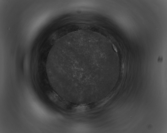 X0000091520383200708311254