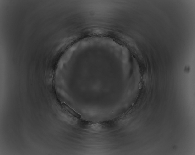 X0000091520423200708311253