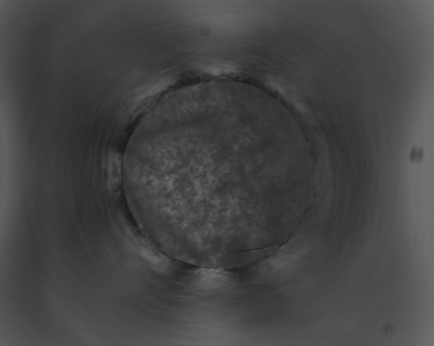 X0000091520528200708311251