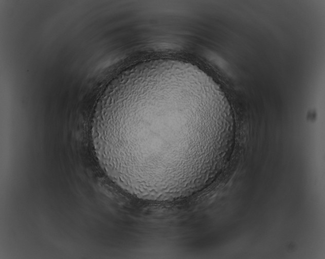 X0000091520917200708311245