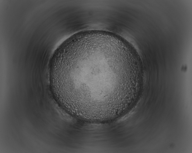 X0000091520925200708311245