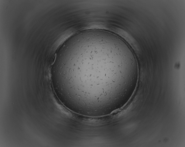 X0000091521241200708311242