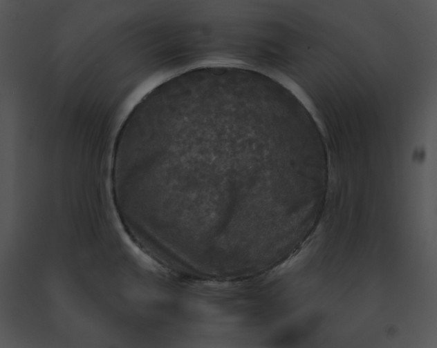 X0000091521245200708311242