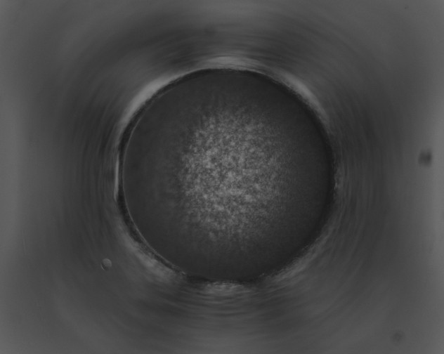 X0000091521323200708311240