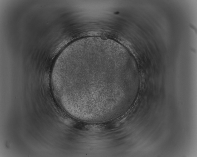 X0000091520297200709071023