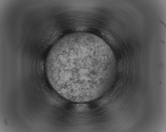 X0000091520363200709071022