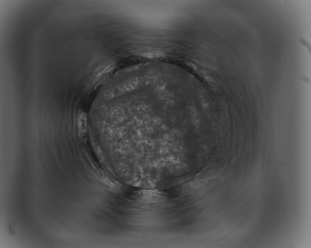 X0000091520528200709071019