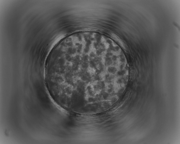 X0000091521095200709071011