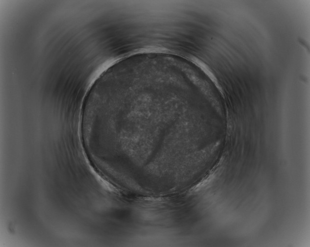 X0000091521245200709071009