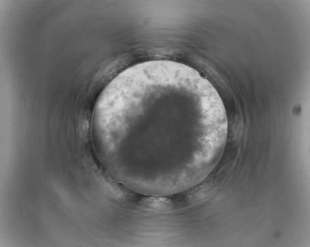 X0000091520427200709141418