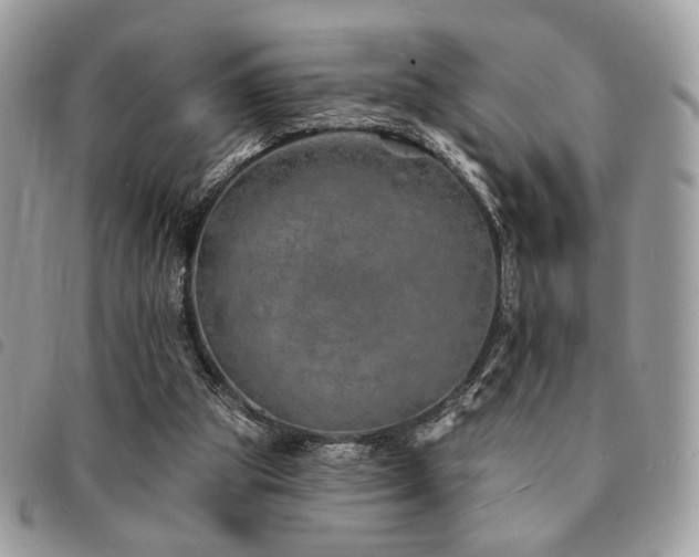 X0000091530153200708171228