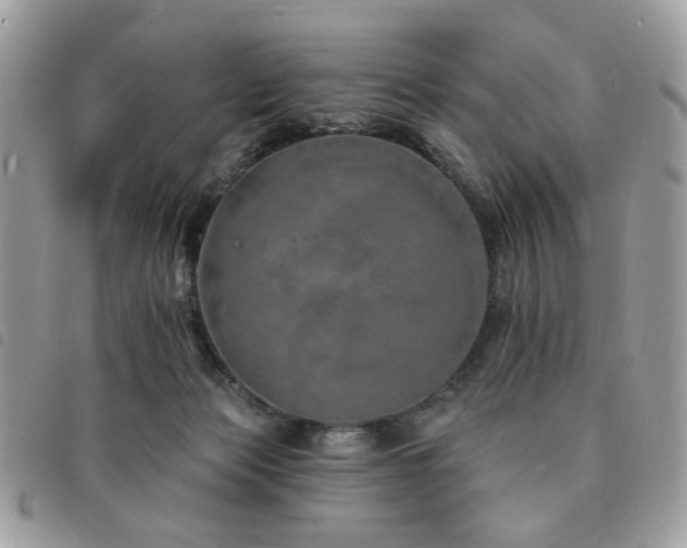 X0000091530173200708171229