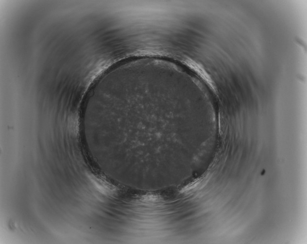 X0000091530204200708171228