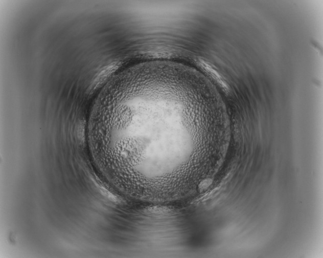 X0000091530537200708171223