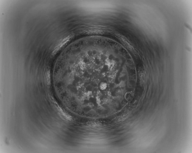 X0000091530729200708171220