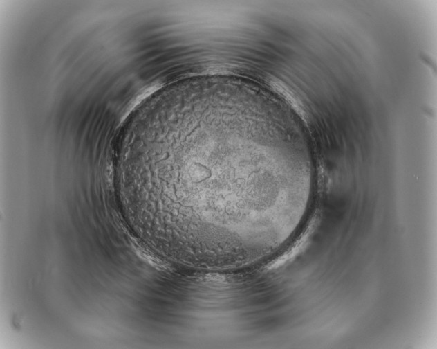 X0000091530827200708171219