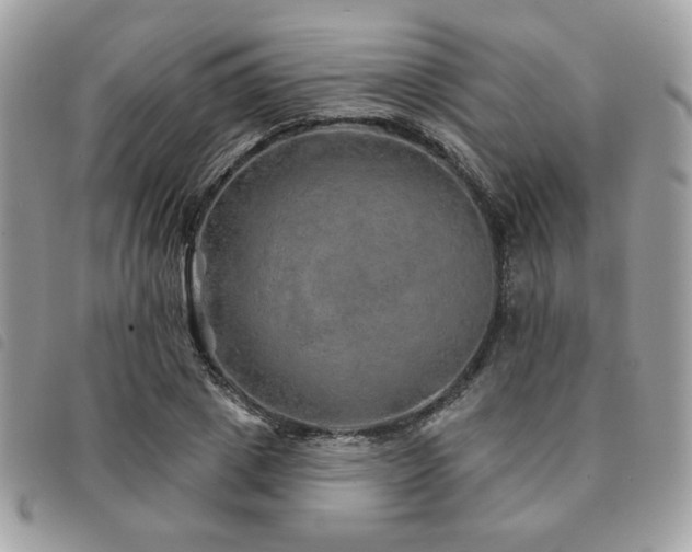 X0000091530833200708171219