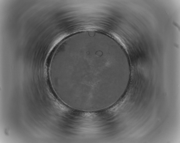 X0000091530835200708171219