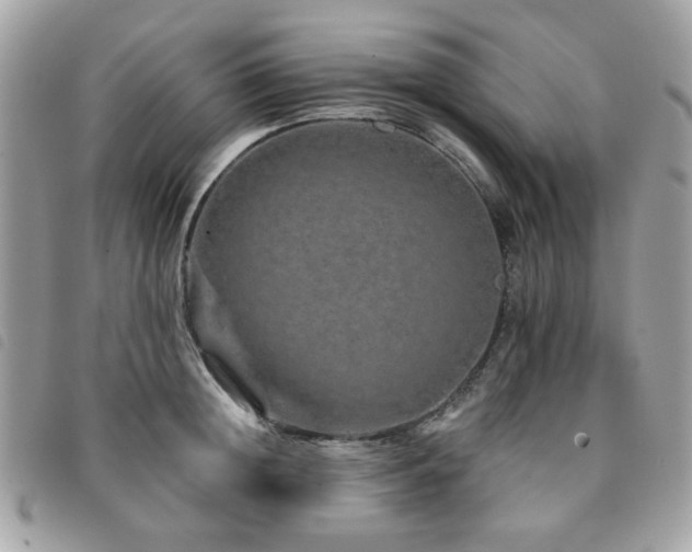 X0000091530852200708171219